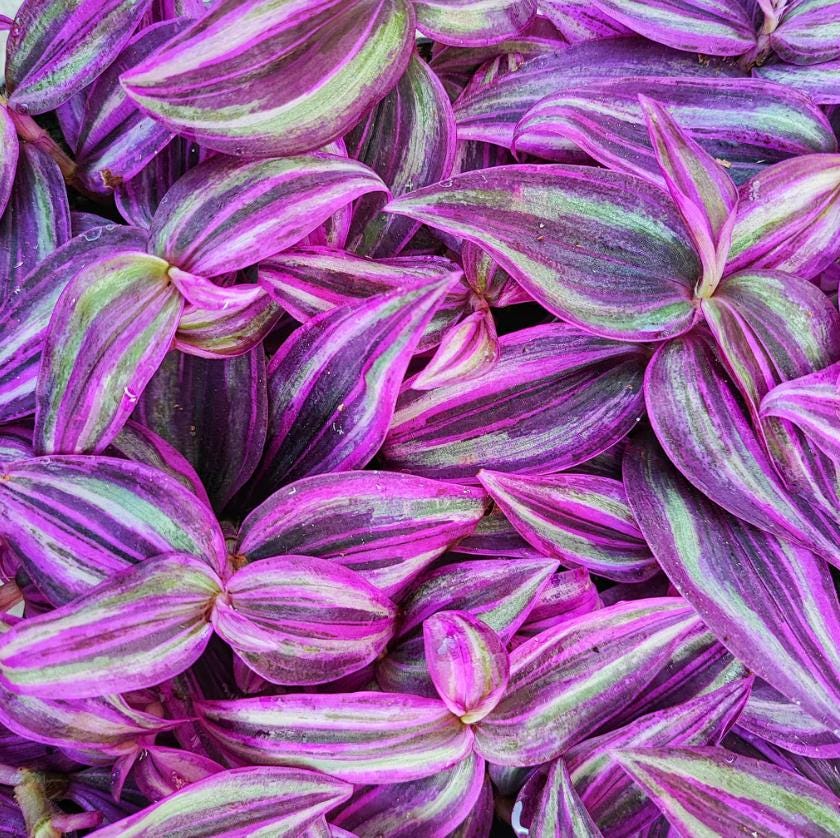 TRAILING PLANTS - Tradescantia 'Pink Paradise' - 4"