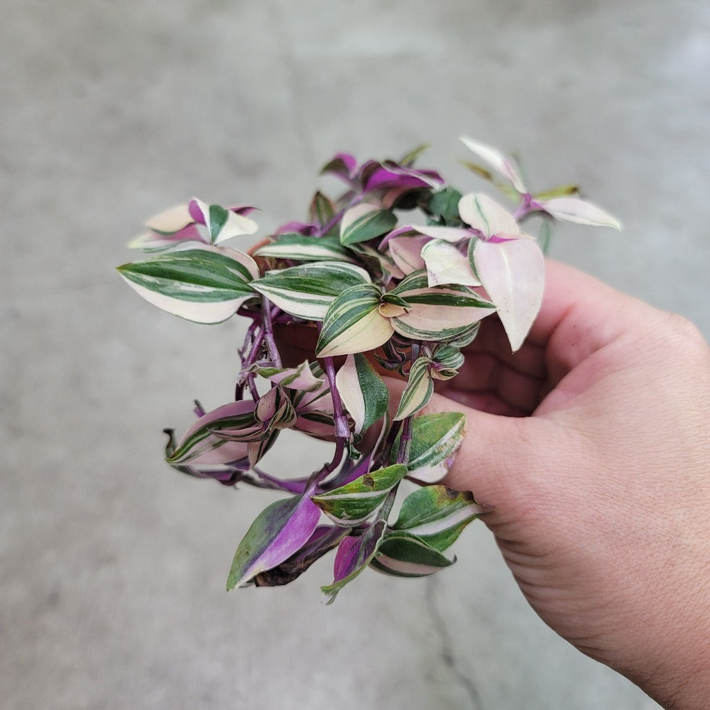 TRAILING PLANTS - Tradescantia Pink Princess -  2"