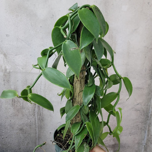 TRAILING PLANTS - Vanilla Orchid - 6"