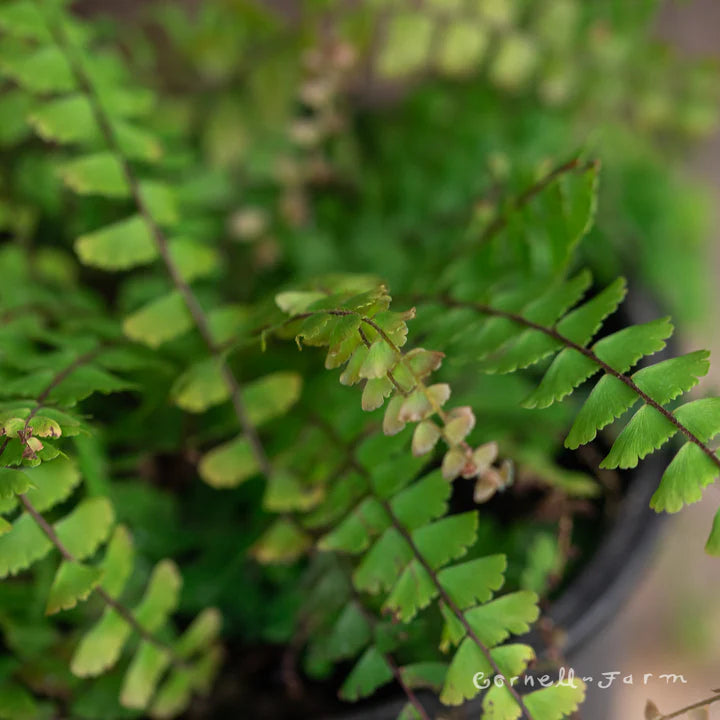Adiantum caudatum - 4"