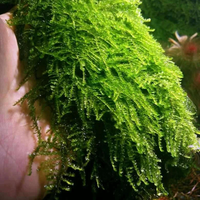 weeping moss - 2" cup