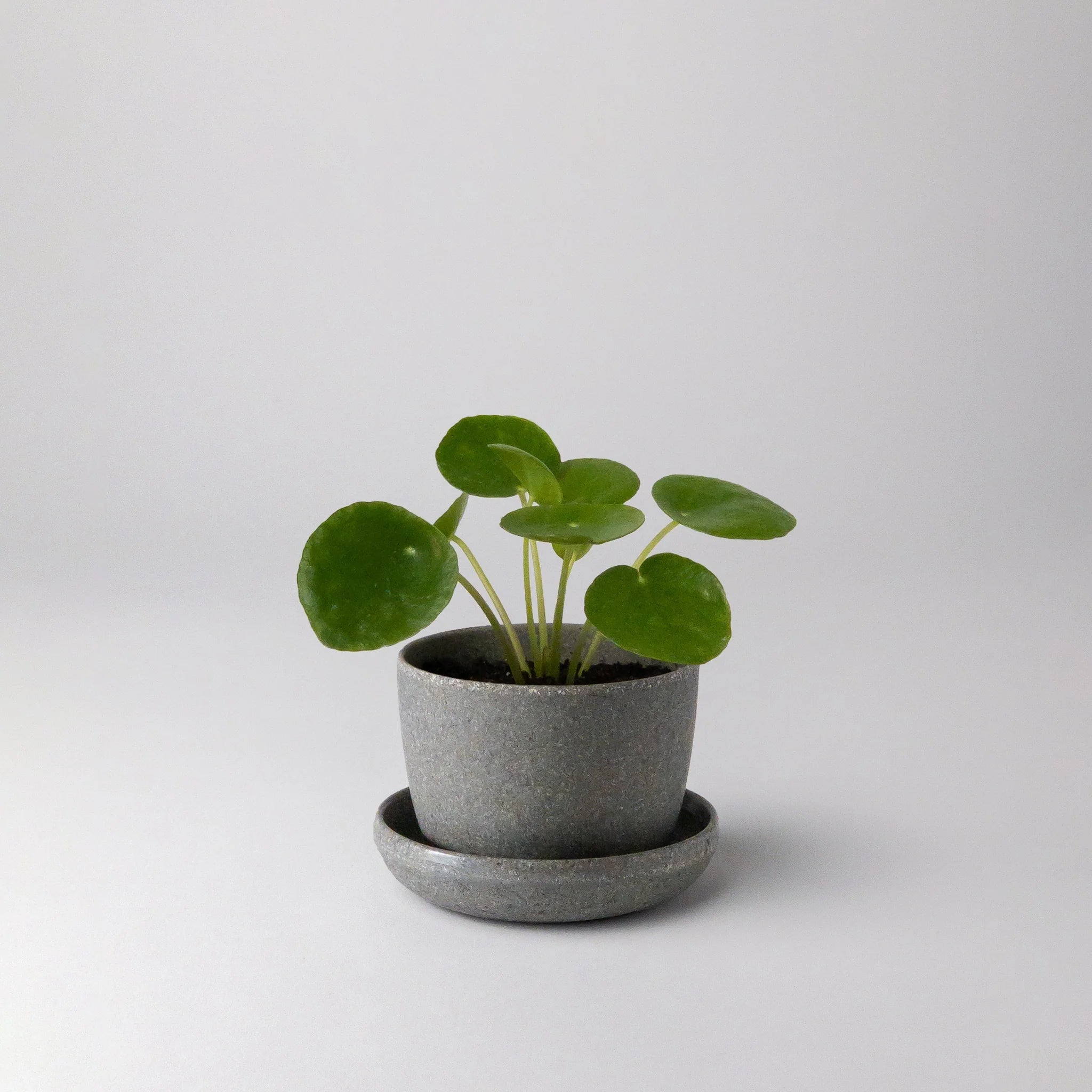 Mini essence Pots - 3"
