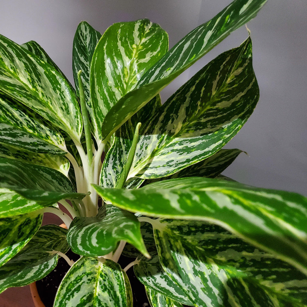 Aglaonema 'Golden Madonna' - 10"