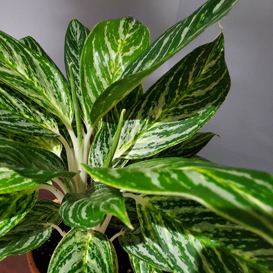Aglaonema 'Golden Madonna' - 10"