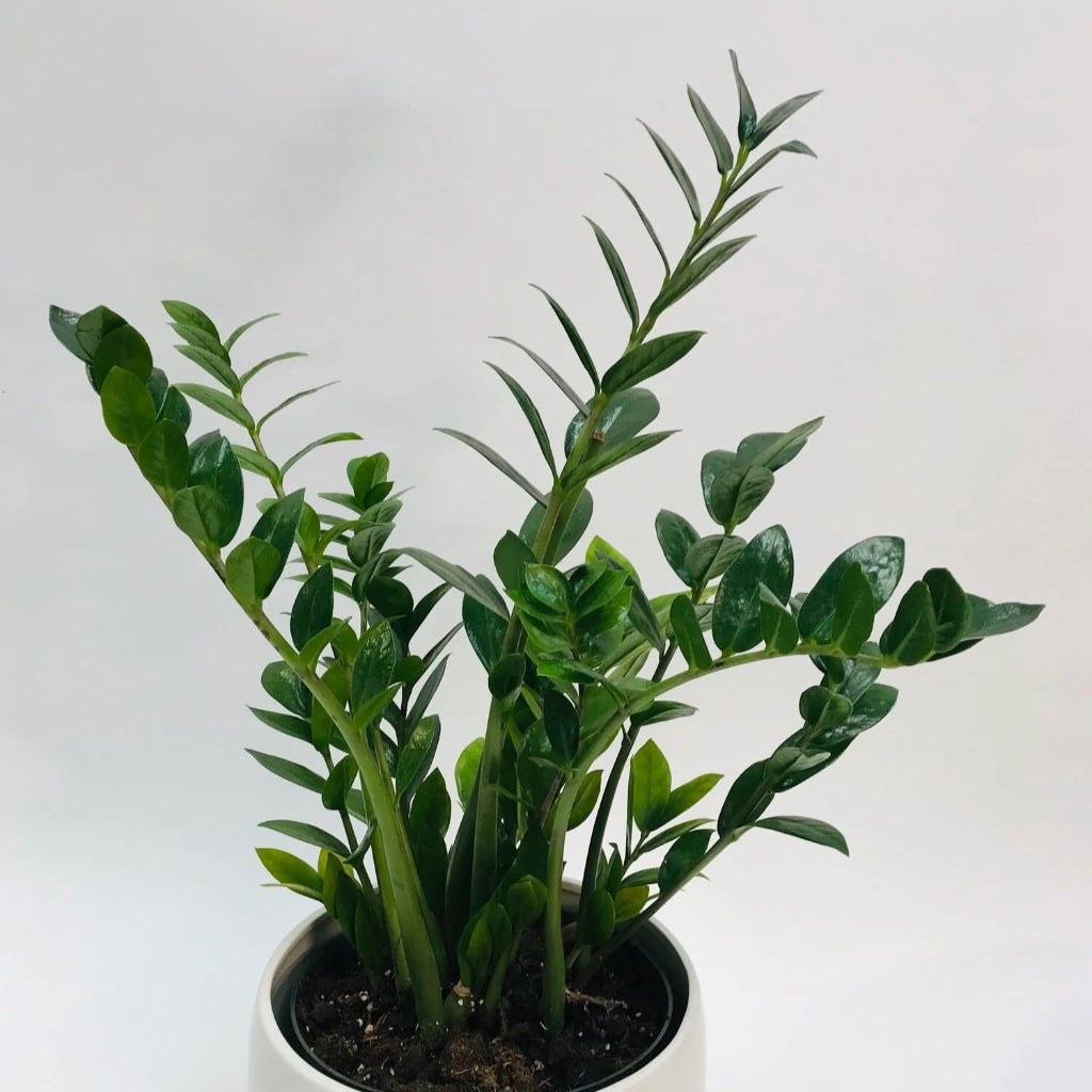 ZZ plant - 8"