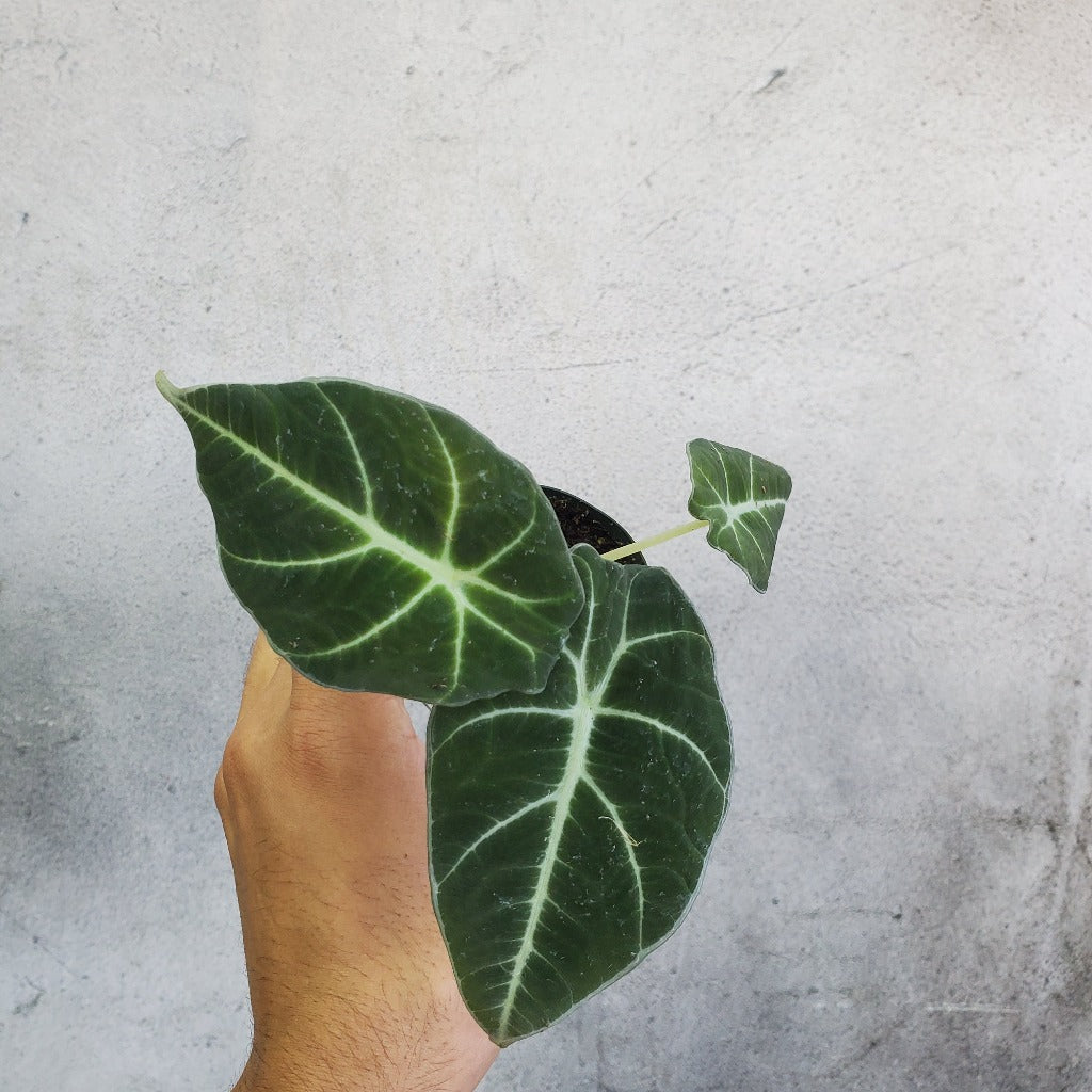 COLLECTOR PLANTS - ALOCASIA BLACK VELVET - 2.5"