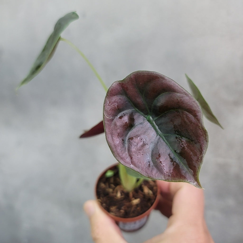 COLLECTOR PLANTS - ALOCASIA CUPREA RED SECRET - 2"