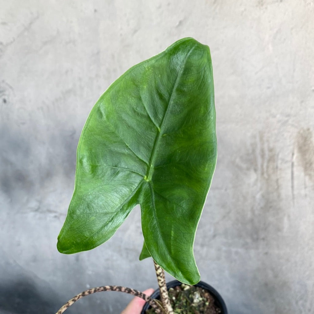 COLLECTOR PLANTS - ALOCASIA ZEBRINA - 4"