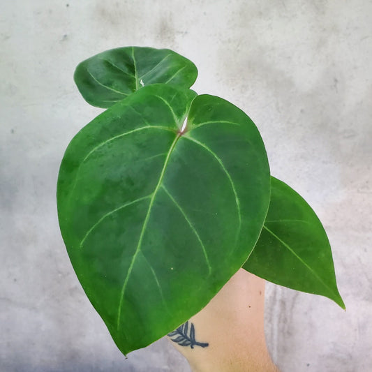 COLLECTOR PLANTS - ANTHURIUM RED GUNSAL