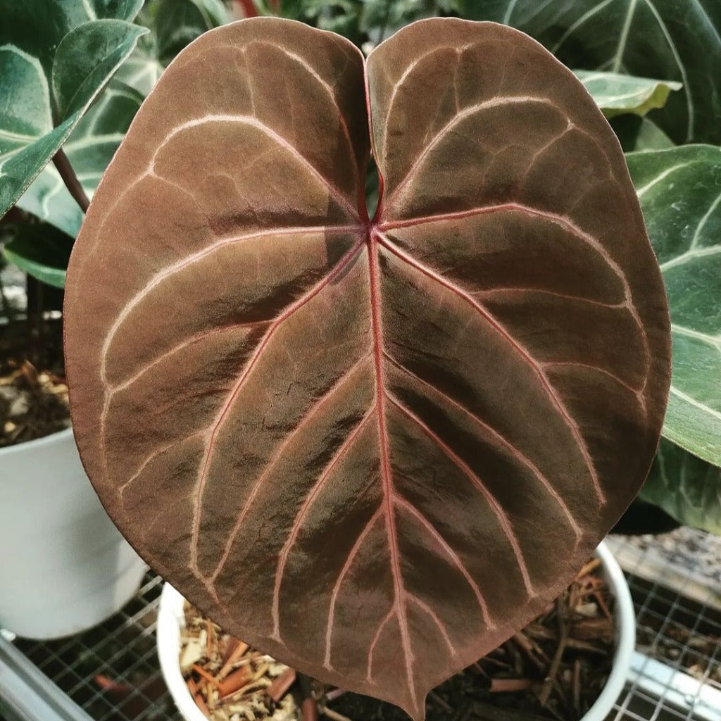 COLLECTOR PLANTS - ANTHURIUM RED GUNSAL