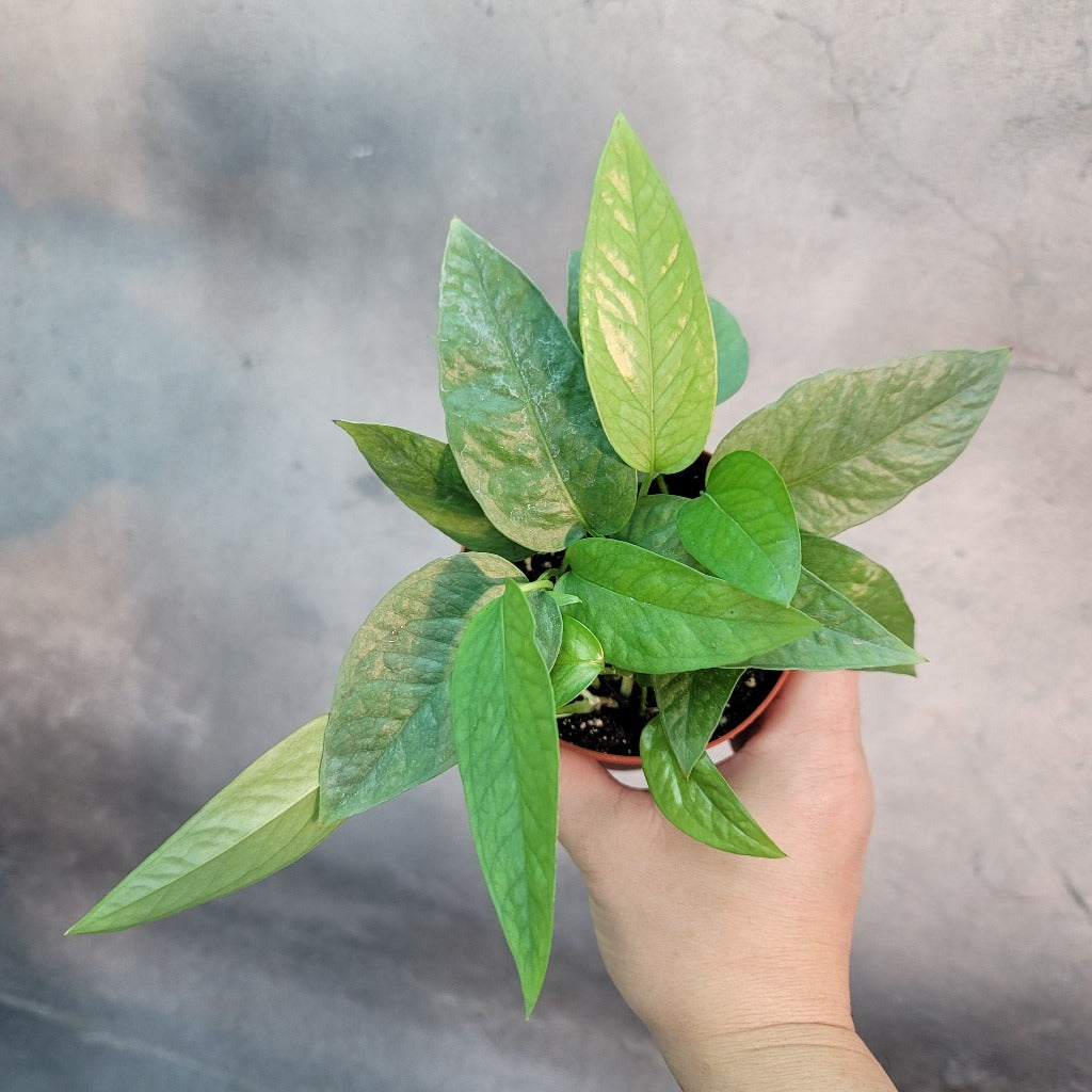 COLLECTOR PLANTS - EPIPREMNUM PINNATUM CEBU BLUE - 4"