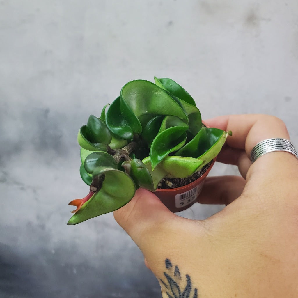 COLLECTOR PLANTS - HOYA CARNOSA COMPACTA - 2"