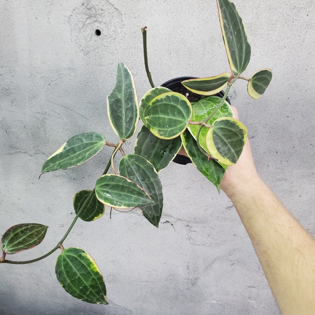 COLLECTOR PLANTS - HOYA MACROPHYLLA - 4"