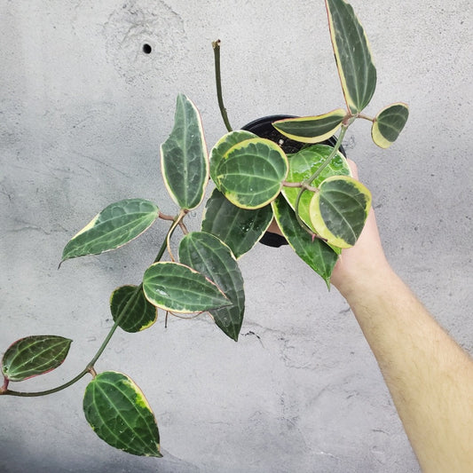 COLLECTOR PLANTS - HOYA MACROPHYLLA - 4"
