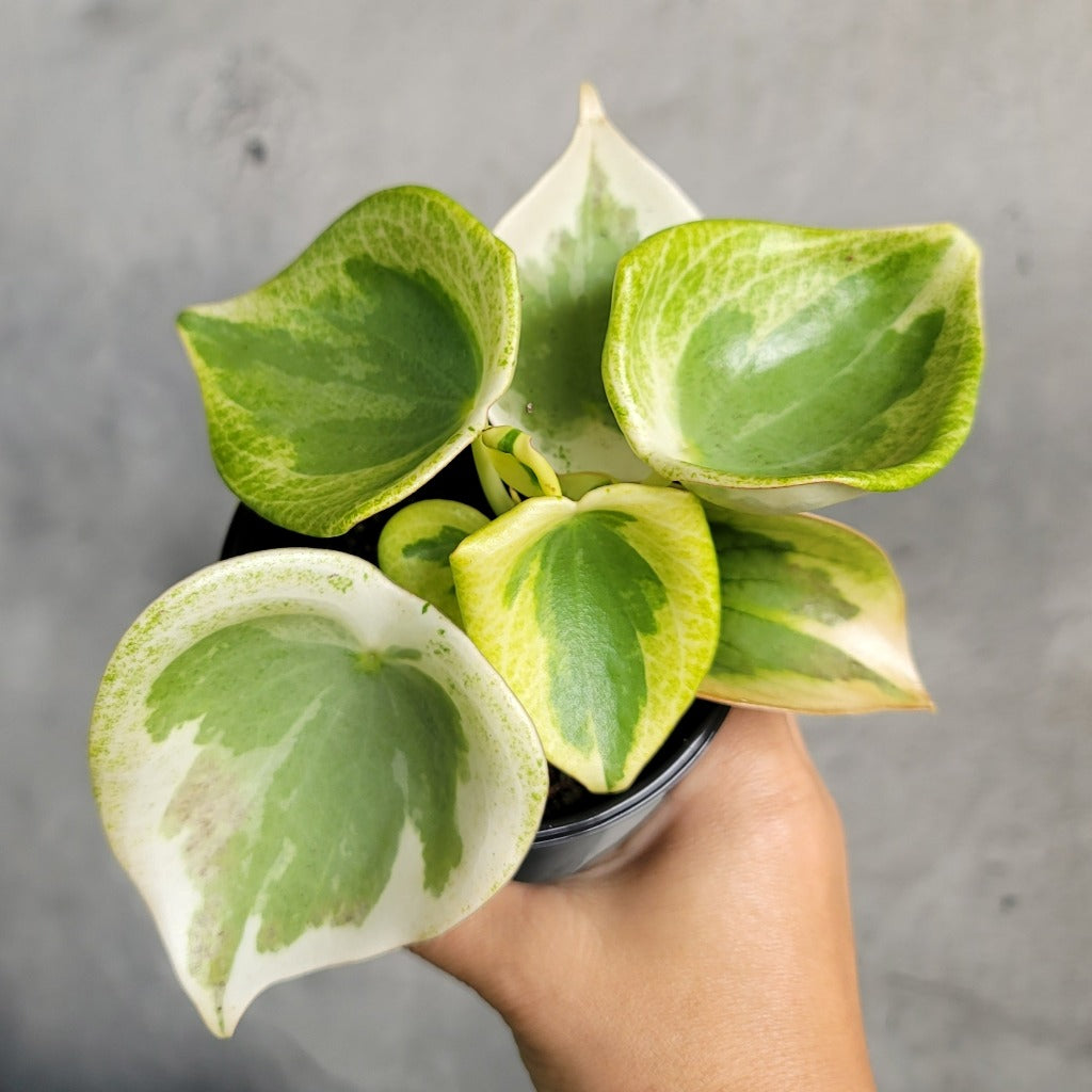 COLLECTOR PLANTS - PEPEROMIA POLYBOTRYA VARIEGATED - 4"