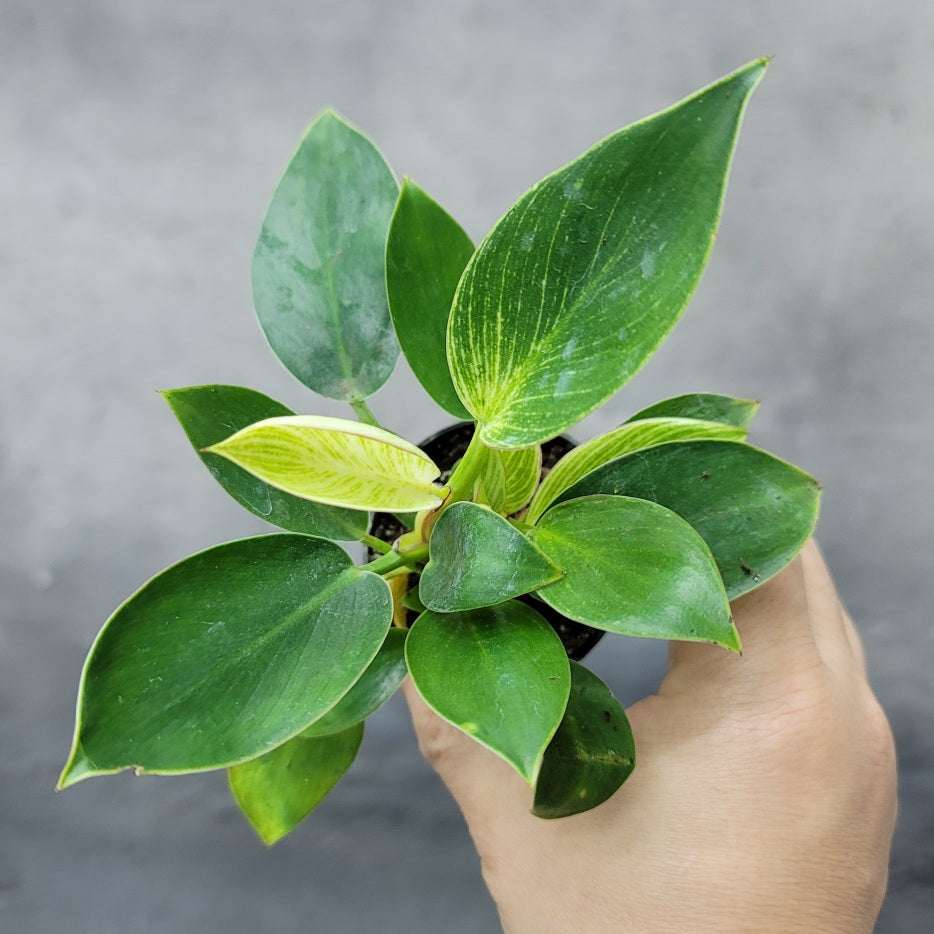 COLLECTOR PLANTS - PHILODENDRON BIRKIN - 2"