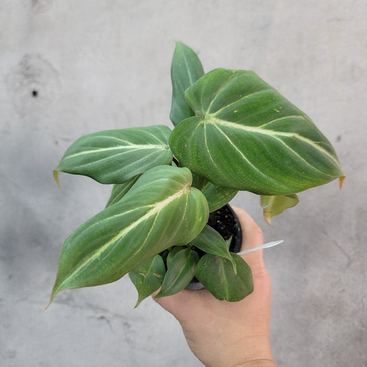 COLLECTOR PLANTS - PHILODENDRON GLORIOSUM - 4"