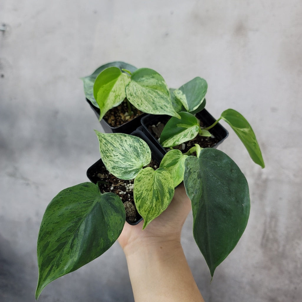 COLLECTOR PLANTS - PHILODENDRON HEDERACEUM VARIEGATED - 2.5"