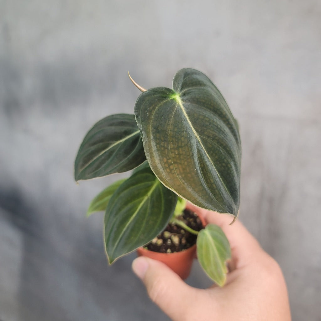 COLLECTOR PLANTS - PHILODENDRON MELANOCHRYSUM - 2"