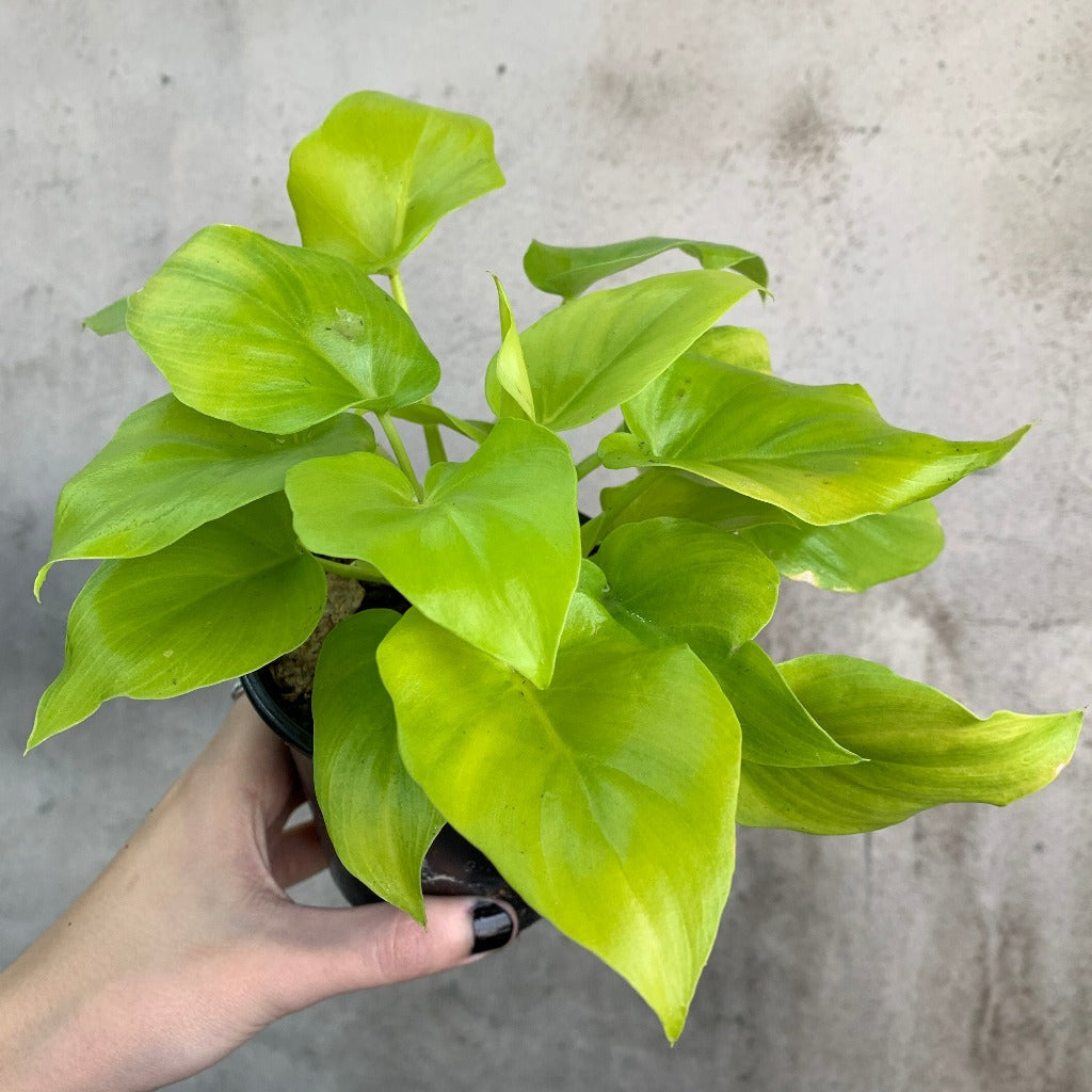 COLLECTOR PLANTS - PHILODENDRON WARSCEWICZII AUREA FLAVUM - 4"