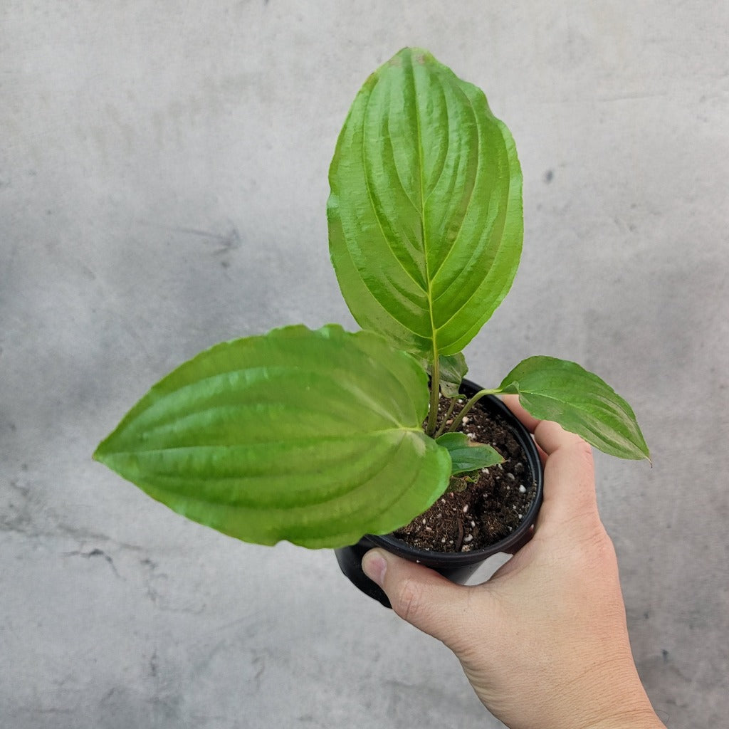 COLLECTOR PLANTS - TACCA CHANTRIERI - 4"