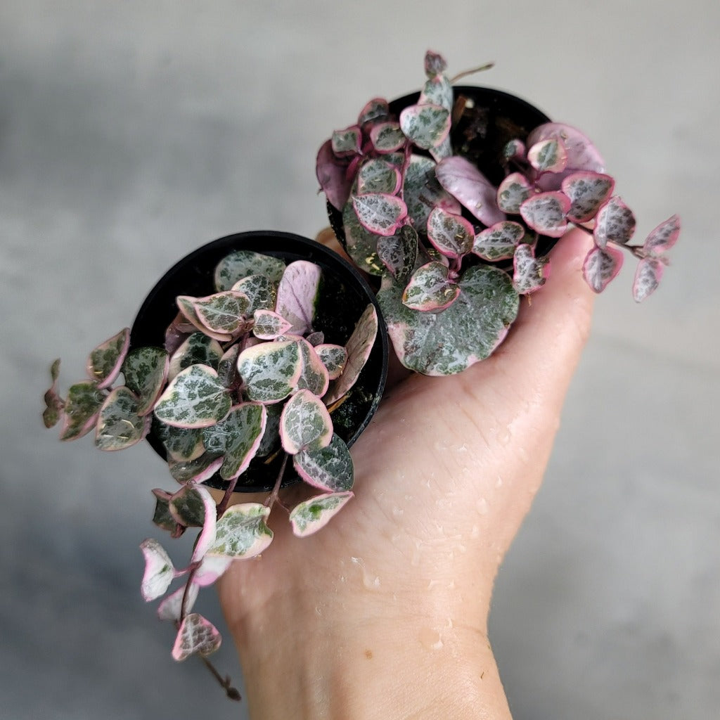 COLLECTOR PLANTS - VARIEGATED STRING OF HEARTS - 2"