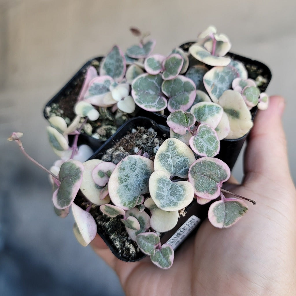 COLLECTOR PLANTS - VARIEGATED STRING OF HEARTS - 2"