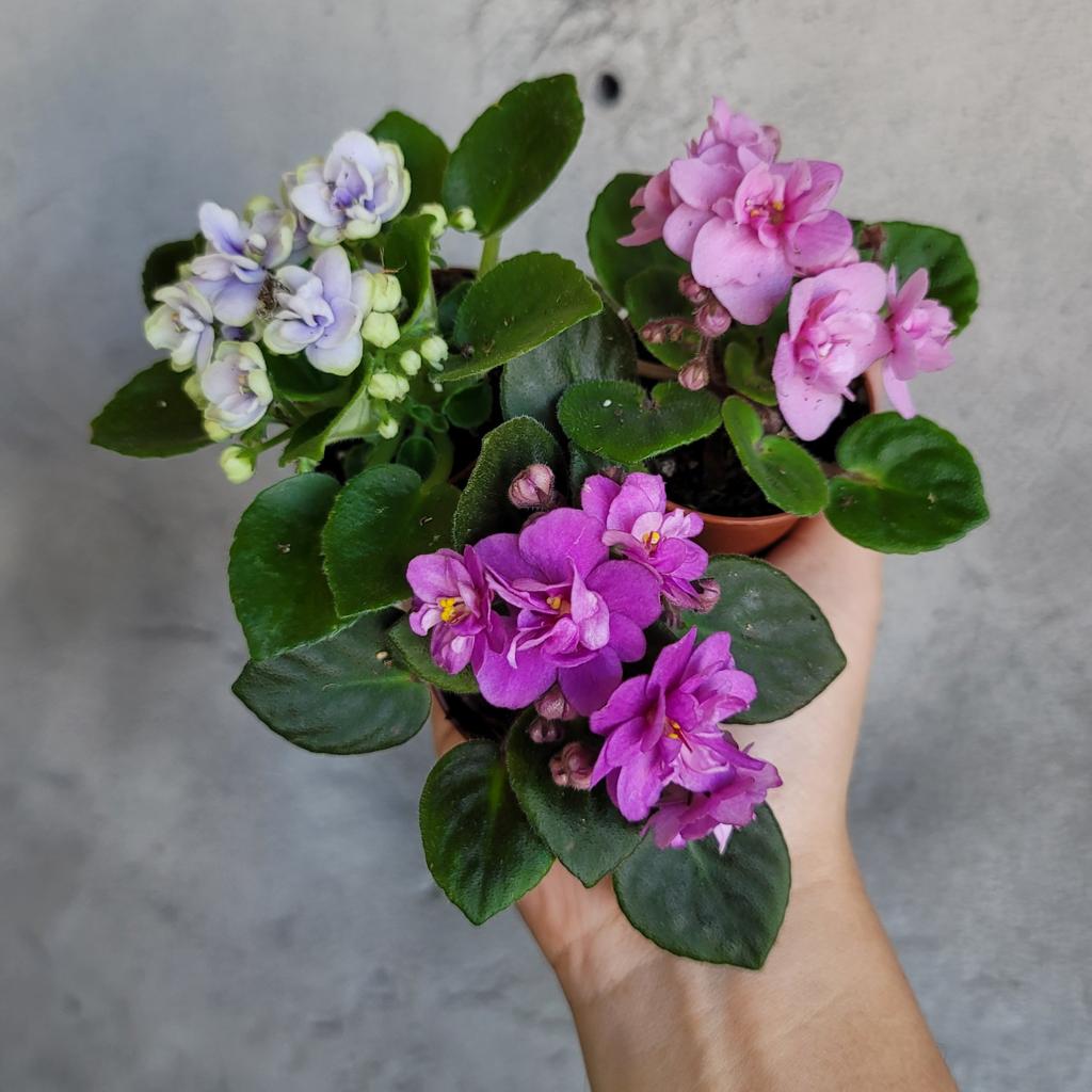 HOUSEPLANTS - AFRICAN VIOLET - 2"