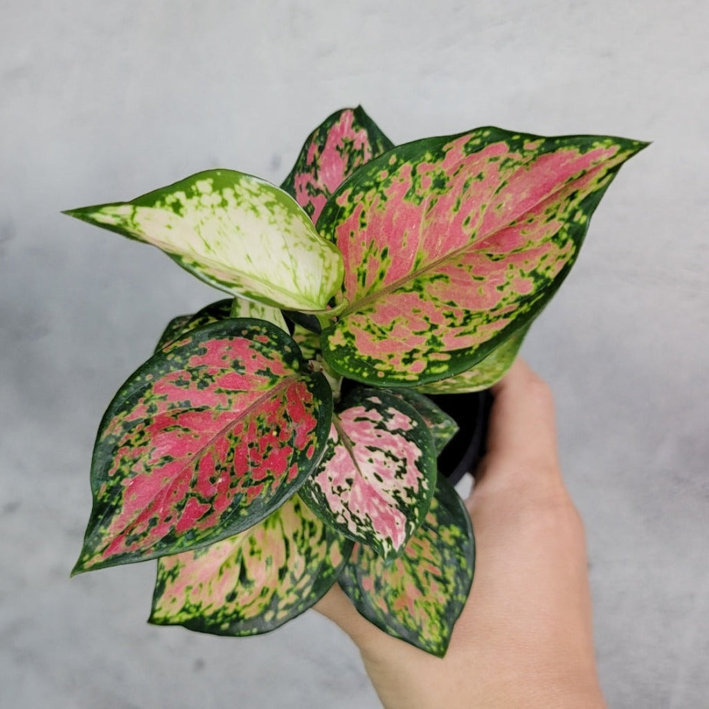 HOUSEPLANTS - AGLAONEMA KATRINA - 4"