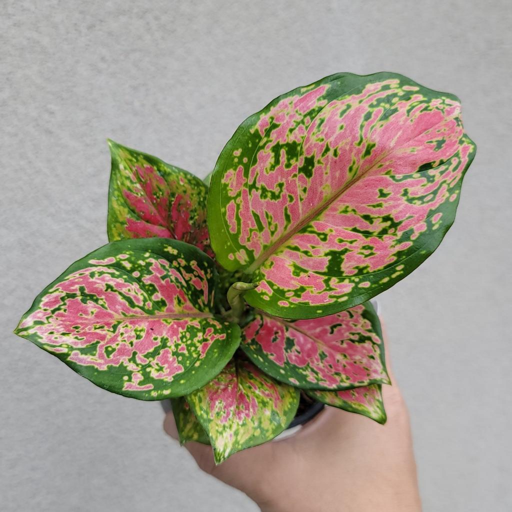 HOUSEPLANTS - AGLAONEMA RUBY RAY - 4"