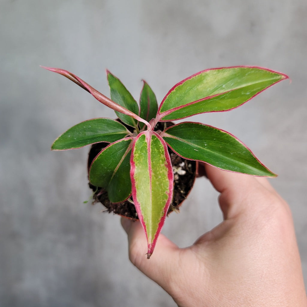 HOUSEPLANTS - AGLAONEMA SIAM AURORA - 2.5"