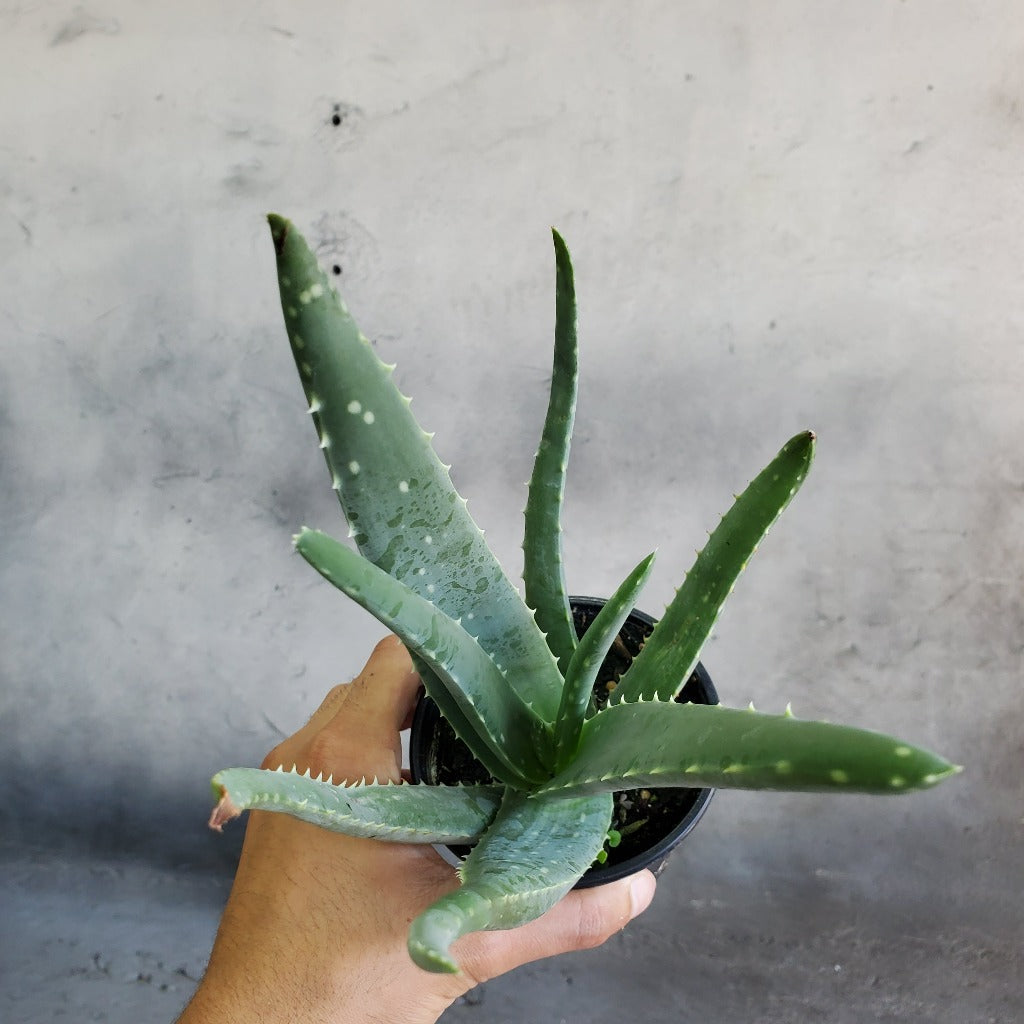 HOUSEPLANTS - ALOE VERA - 4"