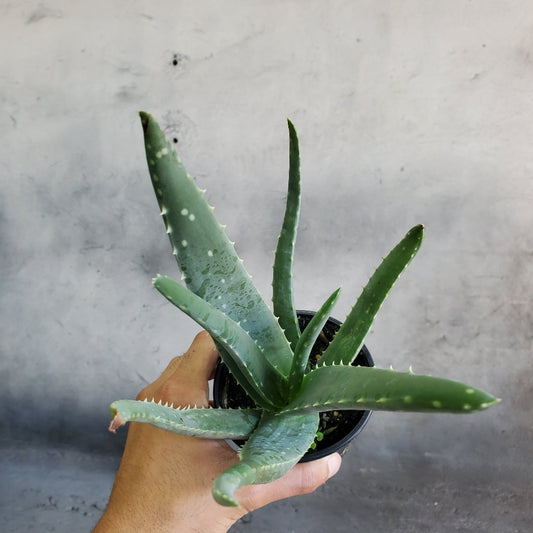 HOUSEPLANTS - ALOE VERA - 4"