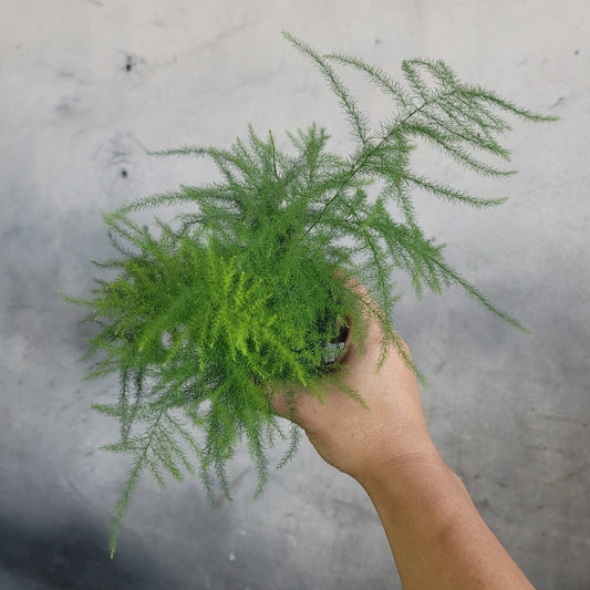 HOUSEPLANTS - ASPARAGUS PLUMOSA FERN - 4"
