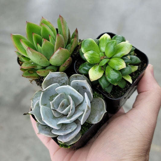 HOUSEPLANTS - ASSORTED SUCCULENT - 2"