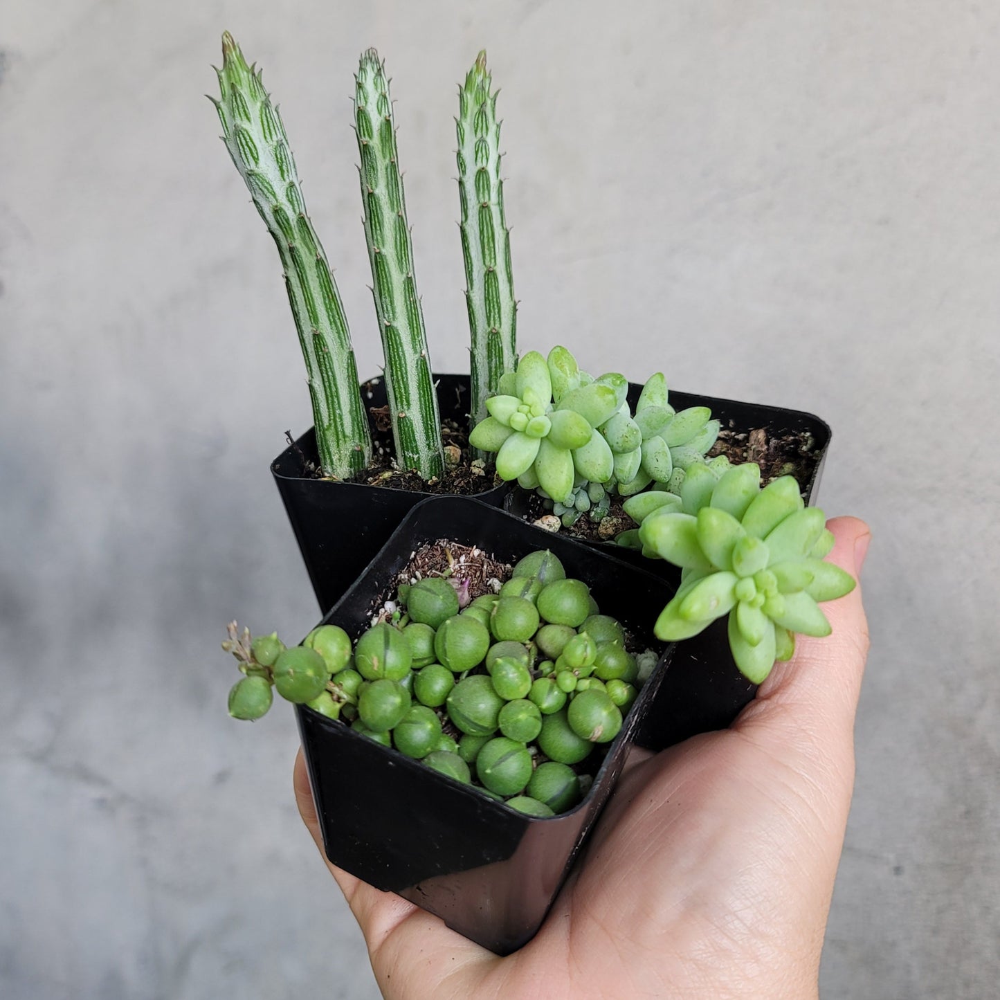 HOUSEPLANTS - ASSORTED SUCCULENT - 2"