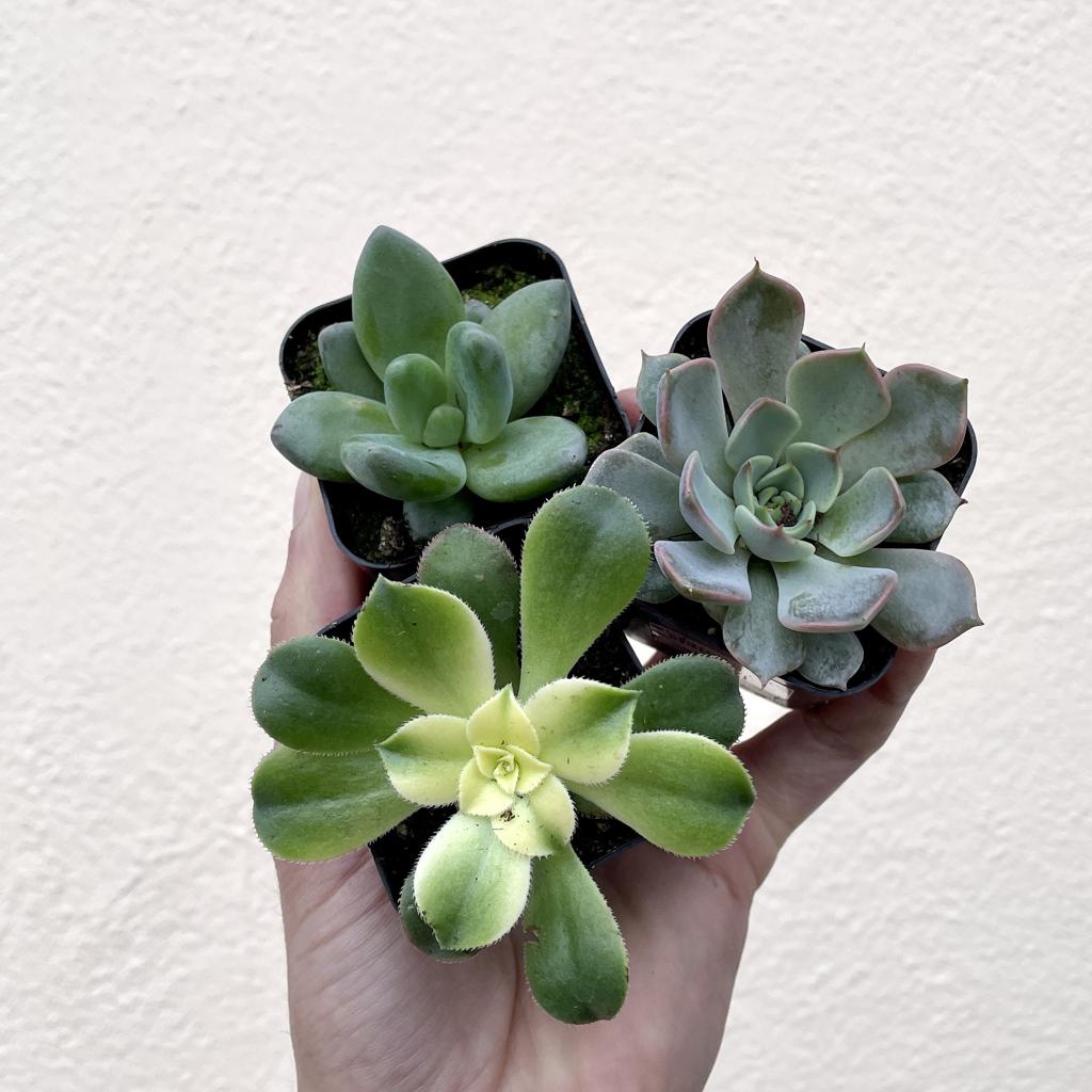 HOUSEPLANTS - ASSORTED SUCCULENT - 2"