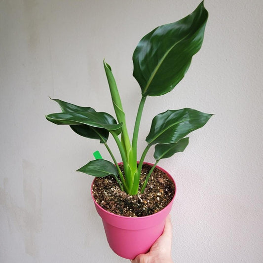 HOUSEPLANTS - BIRD OF PARADISE - 6"