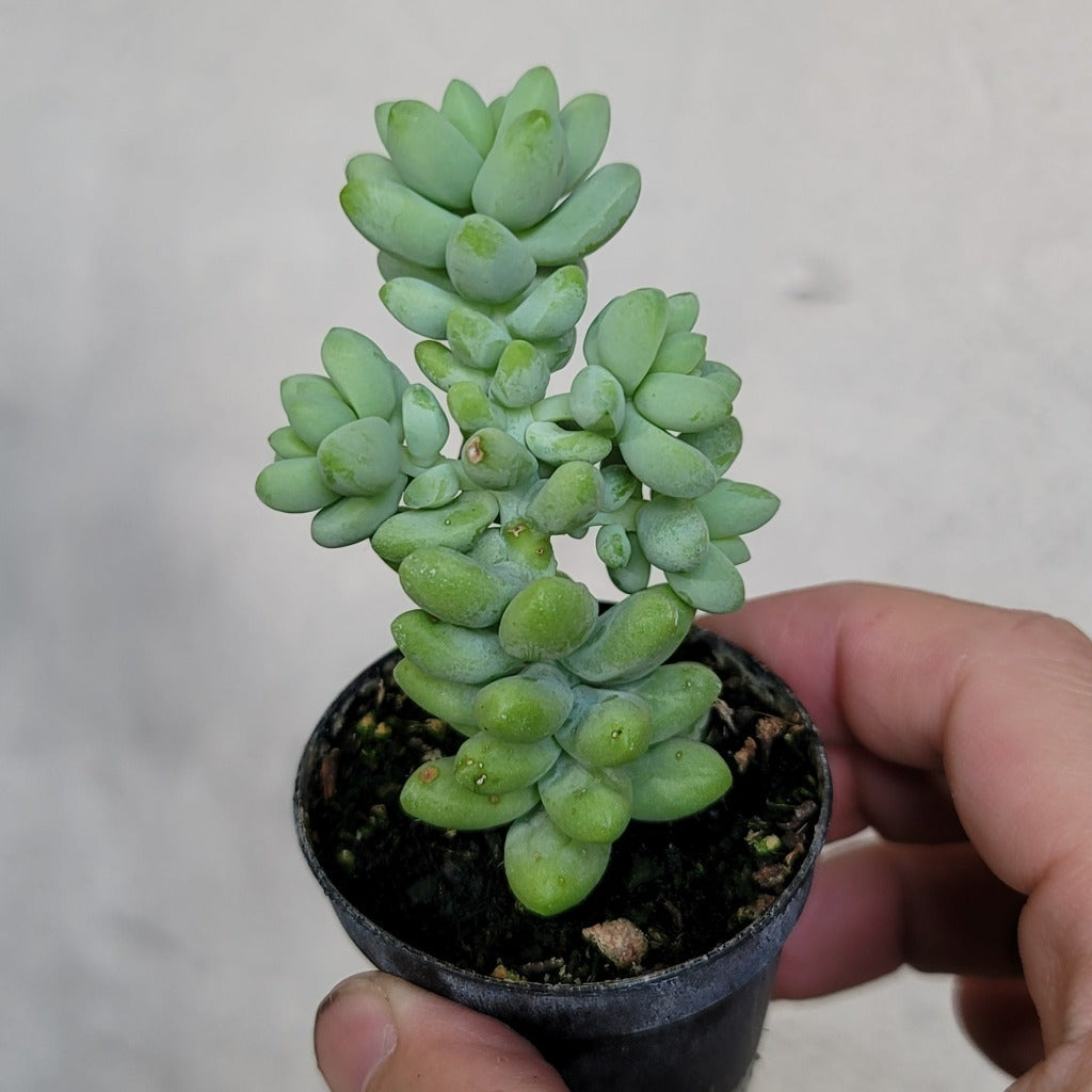 HOUSEPLANTS - BURRO'S TAIL - 2"