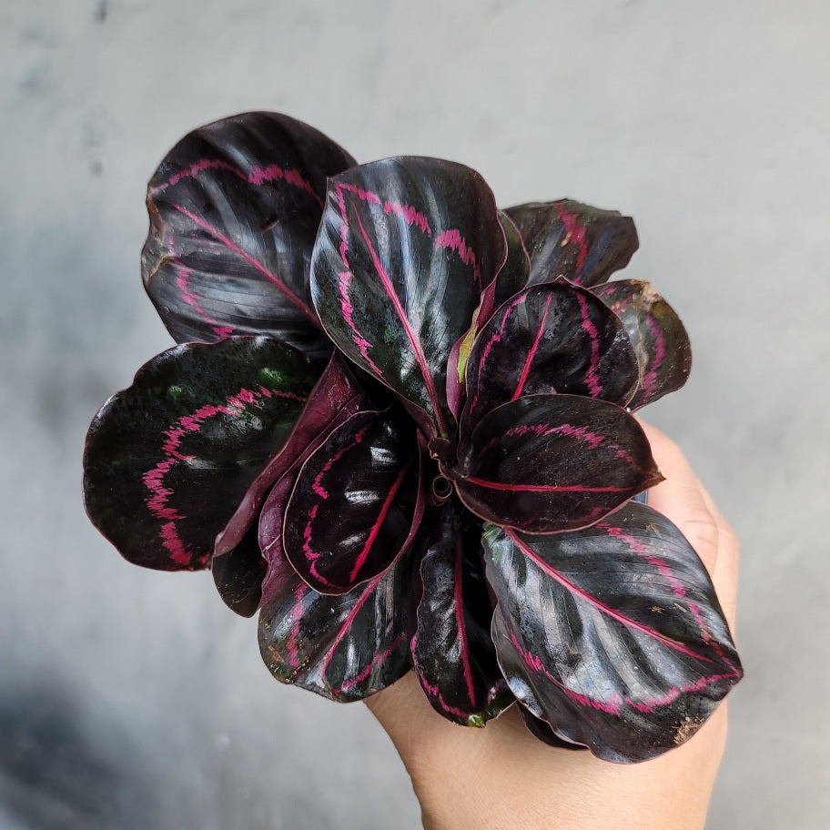 HOUSEPLANTS - CALATHEA DOTTIE - 4"