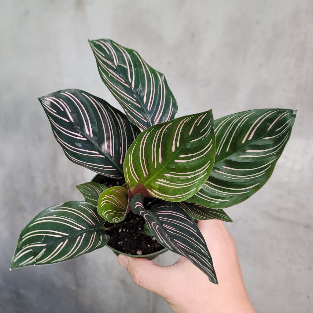 HOUSEPLANTS - CALATHEA ORNATA - 4"