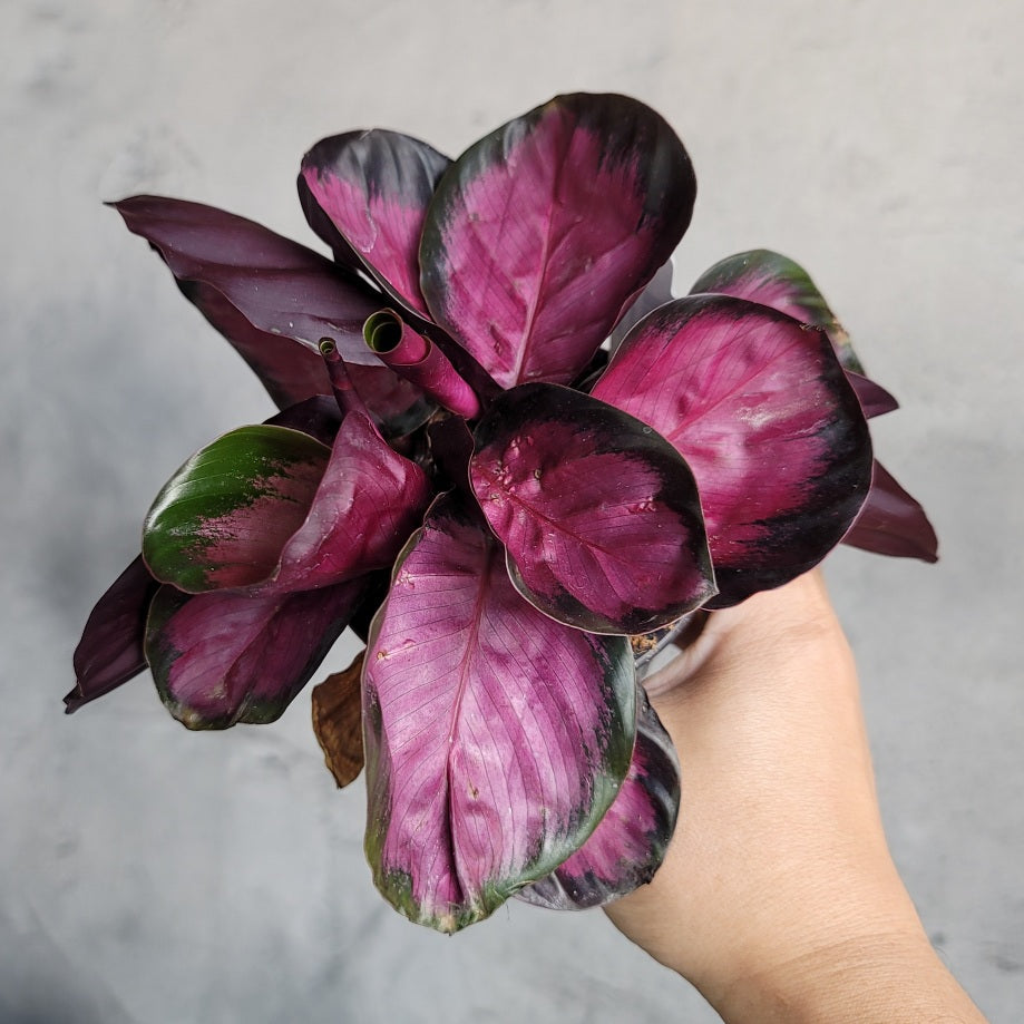 HOUSEPLANTS - CALATHEA ROSEAPICTA ROSY - 4"