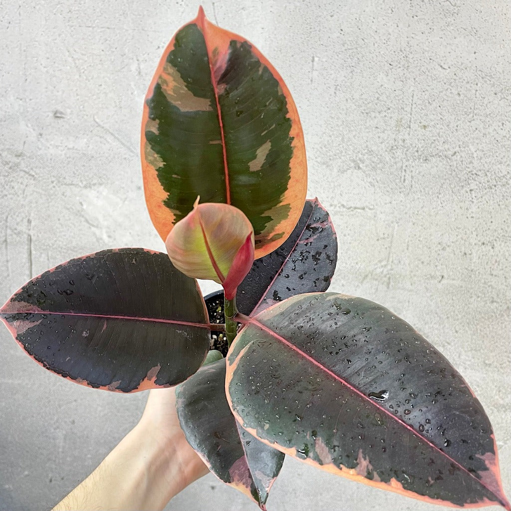 HOUSEPLANTS - FICUS DECORA RUBY - 4"