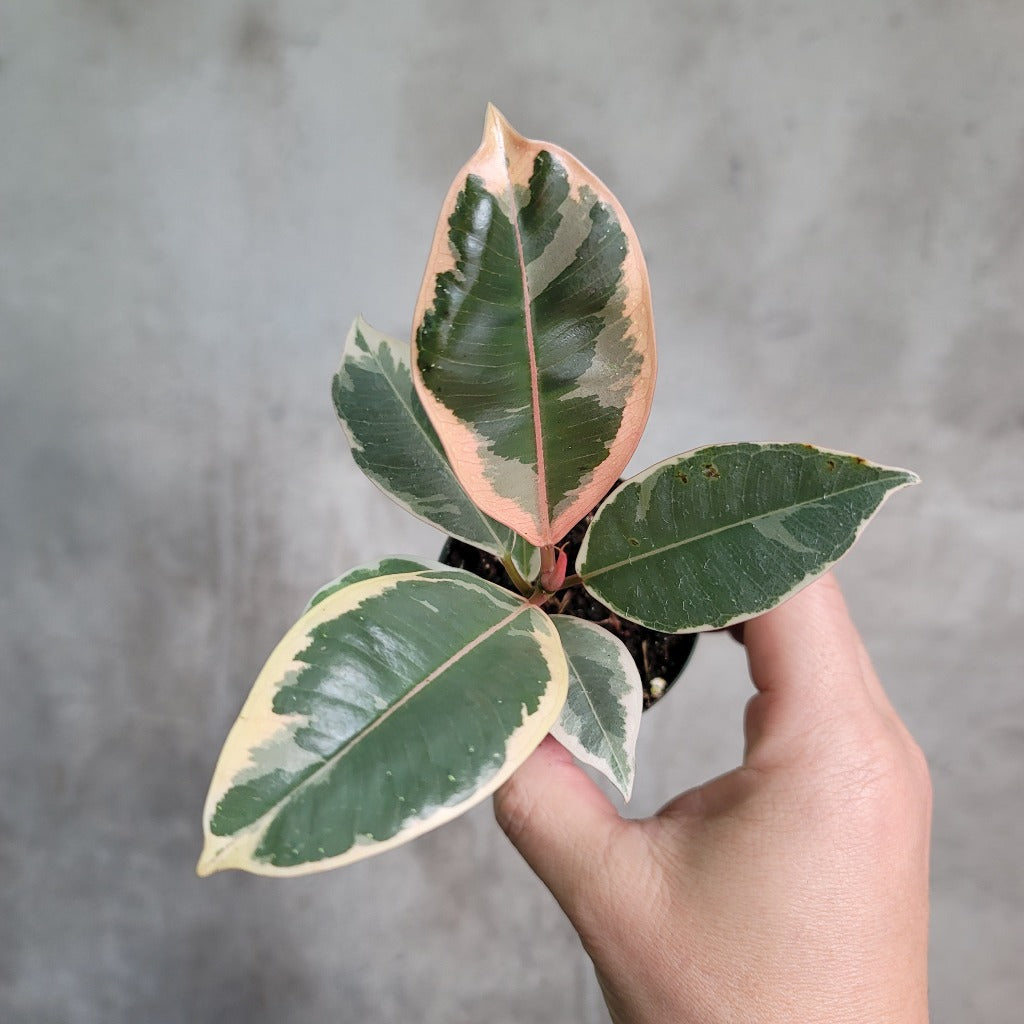 HOUSEPLANTS - FICUS DECORA TINEKE - 2.5"