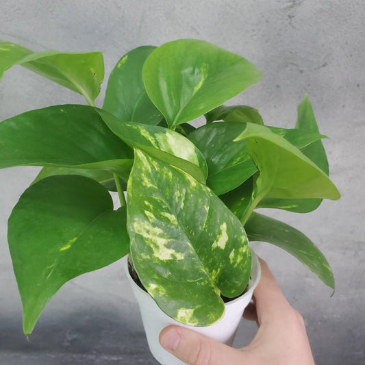 HOUSEPLANTS - GOLDEN POTHOS - 4"