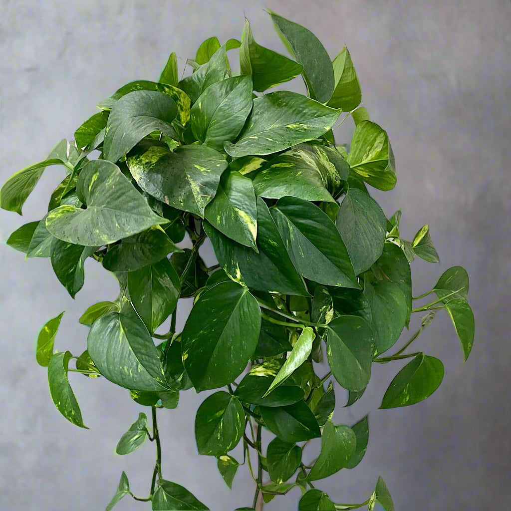 HOUSEPLANTS - GOLDEN POTHOS - 6" HANGING