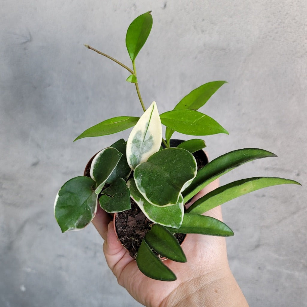 HOUSEPLANTS - HOYA ASST - 2"