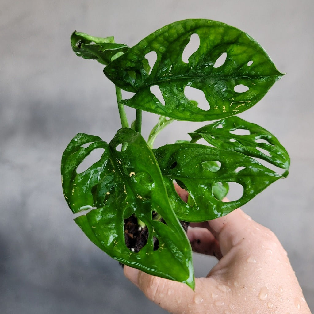 HOUSEPLANTS - MONSTERA ADANSONII - 2"
