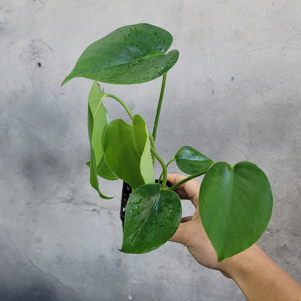 HOUSEPLANTS - MONSTERA DELICIOSA - 2"