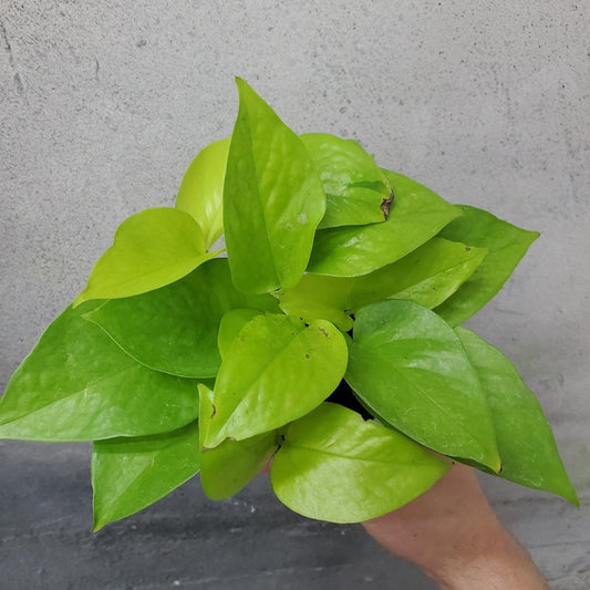 HOUSEPLANTS - NEON POTHOS - 4"